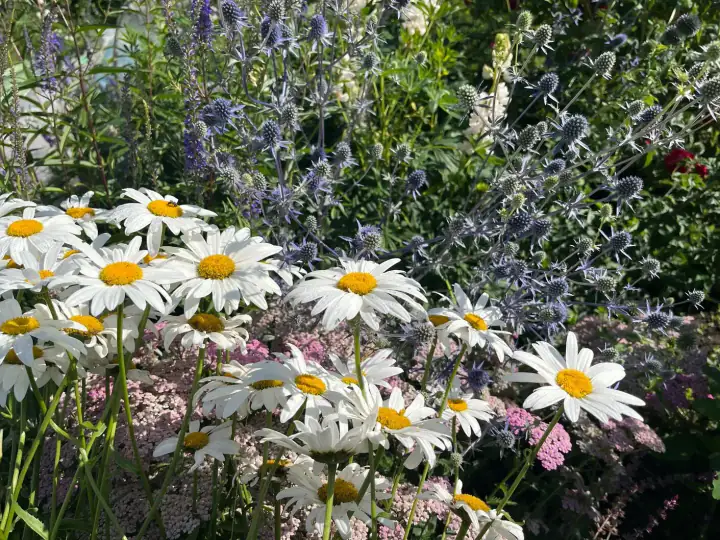 Greenera completed garden